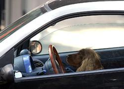 Muore cane dimenticato in auto, due denunce 