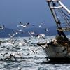Argentario, i gabbiani “all’assalto” di un peschereccio 