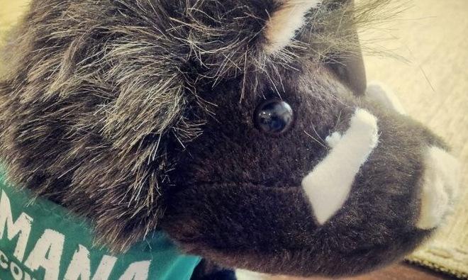 Un cinghiale di peluche per mascotte