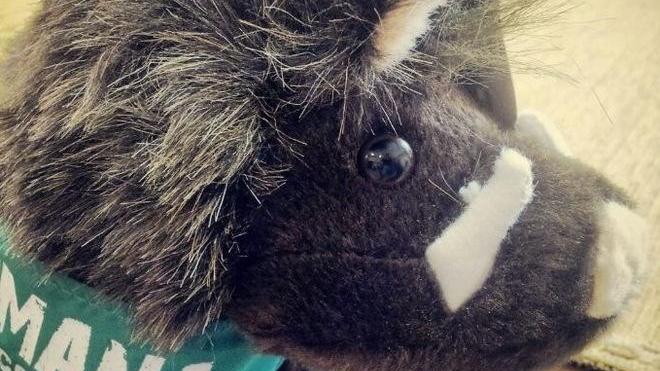 Un cinghiale di peluche per mascotte