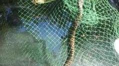 Serpenti in libertà catturati a S. Vito, Nozzano e Guamo