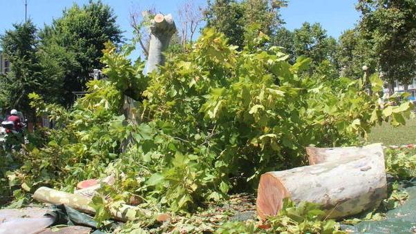 «Alberi ammalati» abbattimento al via