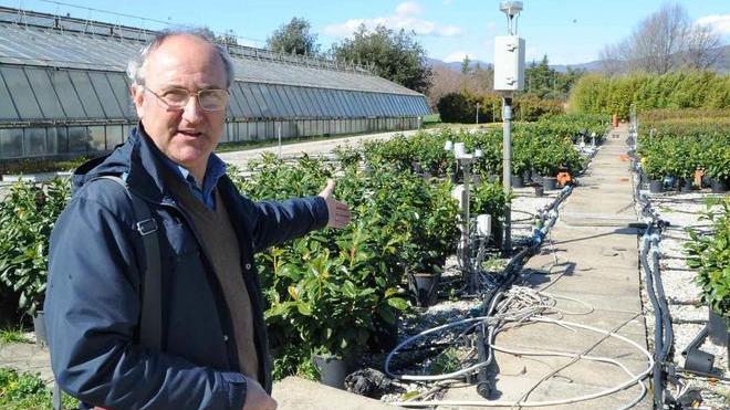 Piante in quarantena per un parassita