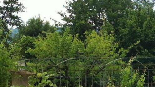 Denuncia dell’Udc: «Alberi abbattuti senza criterio»