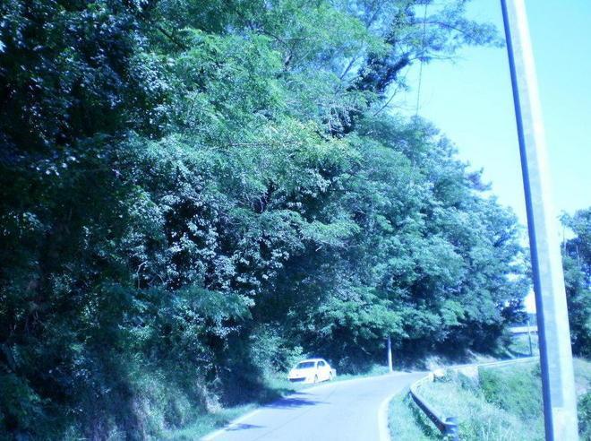 Alberi cadenti, grave pericolo 