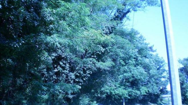 Alberi cadenti, grave pericolo