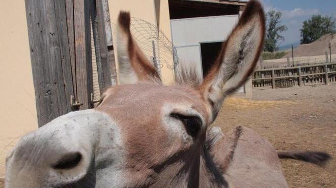 Animal House in festa: guida alla fattoria e pranzo con prodotti della filiera corta