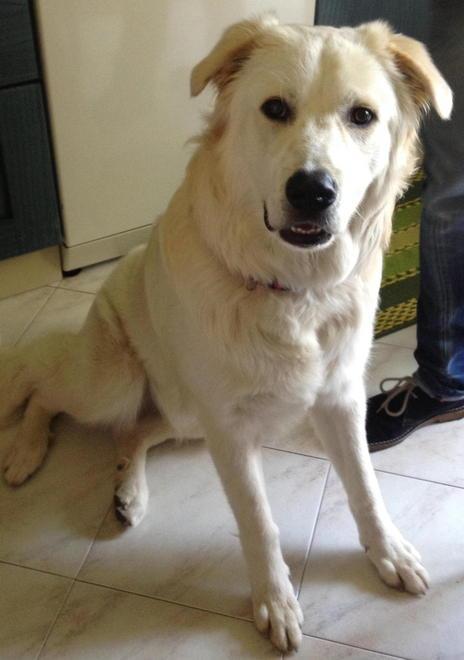 Mettono il veleno nella ciotola del cane per ammazzarlo 