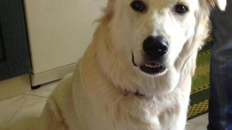 Mettono il veleno nella ciotola del cane per ammazzarlo