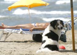 Ok i cani al mare Stop ai divieti lungo le spiagge 