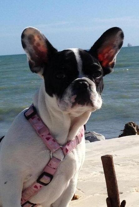 Odissea per lo choc anafilattico a una cagnolina