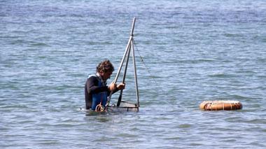 Via libera alla pesca delle arselle