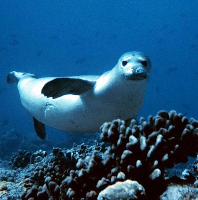 Rieccola, la foca non si arrende all’estinzione 