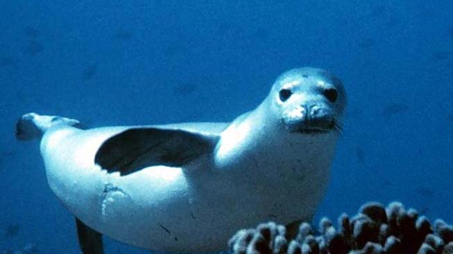 Rieccola, la foca non si arrende all’estinzione 