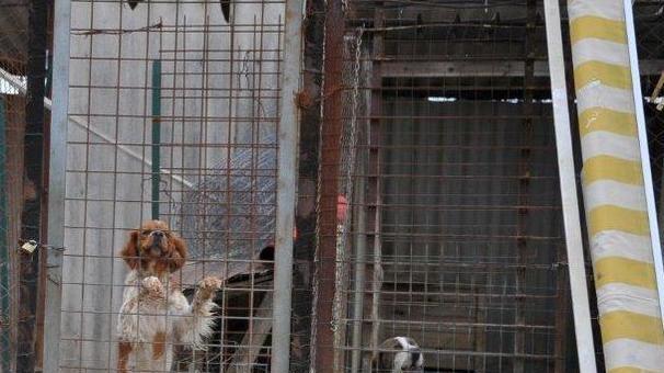 «Canile fatiscente», la Lav va in procura