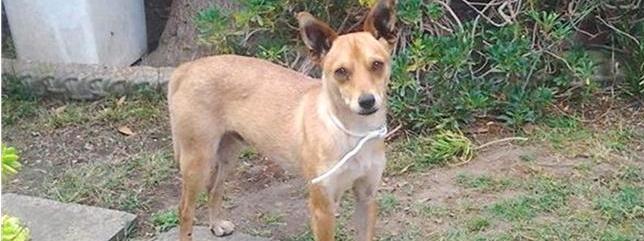 Sos animali, si cerca famiglia per Spillo