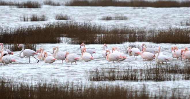 Fenicotteri rosa in Maremma Duecento nidi a Diaccia Botrona