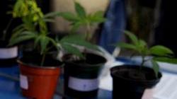 Marijuana sul terrazzo: tre denunciati