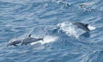 In barca a vela a contare i delfini 