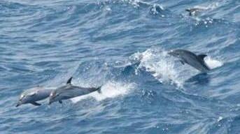 In barca a vela a contare i delfini