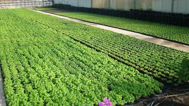 Al supermercato in cerca del basilico a vapore
