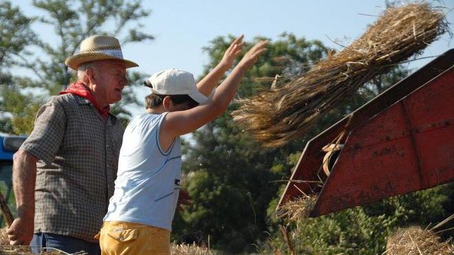 Torna la battitura del grano sull’aia della fattoria di Galciana