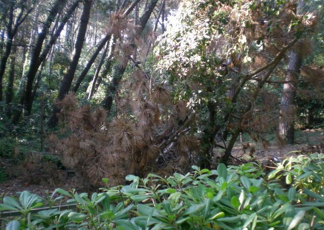 Vialetto del parco in stato di abbandono