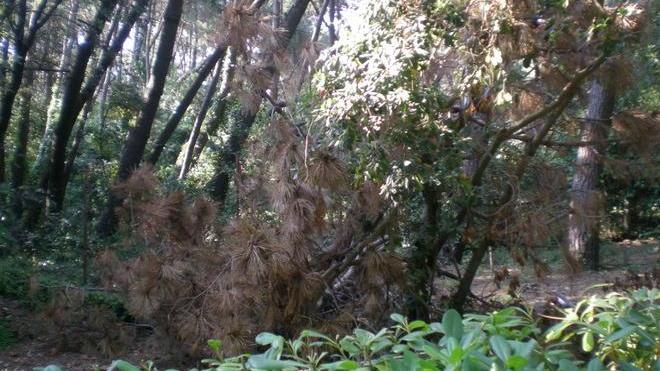 Vialetto del parco in stato di abbandono