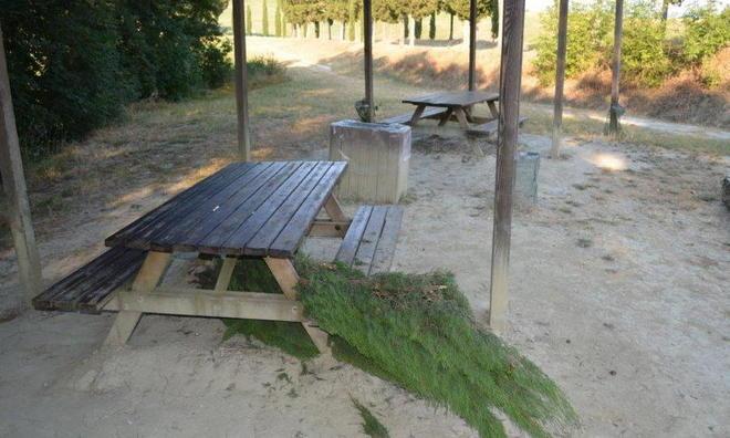 Cipressi sradicati dai vandali 