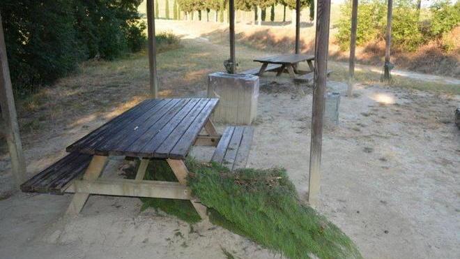 Cipressi sradicati dai vandali