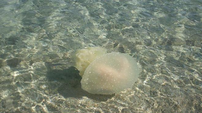 Invasione di meduse nei mari italiani, la causa è la pesca 