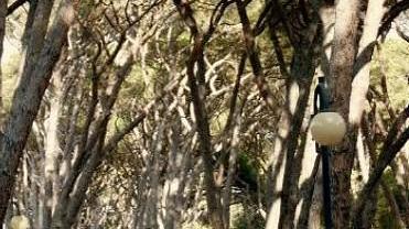 Piano pineta, presto il bando