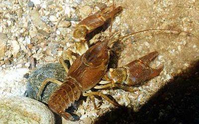 Catturavano gamberi protetti: denunciati due pescatori di frodo 
