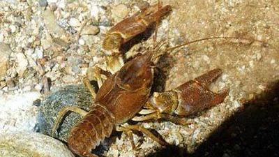 Catturavano gamberi protetti: denunciati due pescatori di frodo