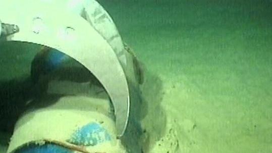 Protezione animali: non smettete di cercare i bidoni tossici finiti in mare