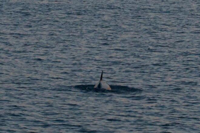 Piccolo delfino senza vita a Marina di Pietrasanta 
