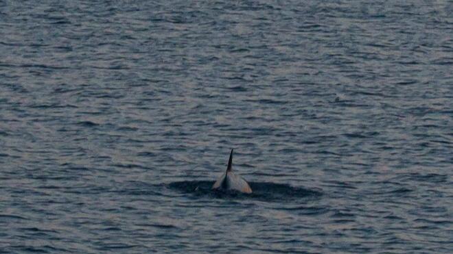 Piccolo delfino senza vita a Marina di Pietrasanta