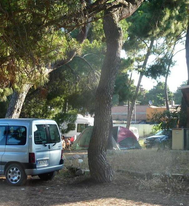 Marina, la pineta invasa da centinaia di auto, alto il rischio di incendi 