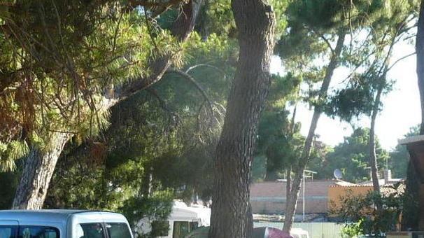 Marina, la pineta invasa da centinaia di auto, alto il rischio di incendi