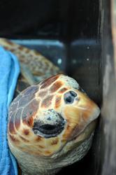 Salvata una tartaruga marina in difficoltà: curata all’acquario di Livorno