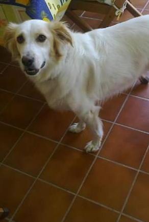Tentano di avvelenare un cane, indagano i carabinieri