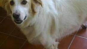 Tentano di avvelenare un cane, indagano i carabinieri