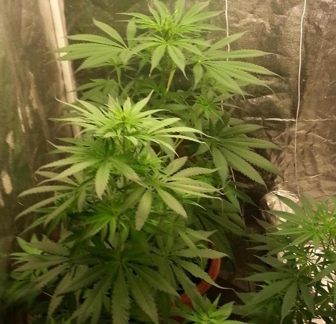Coltiva marijuana, denunciato un ventenne