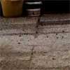 Video: invasione di “mini” rospi in un giardino 