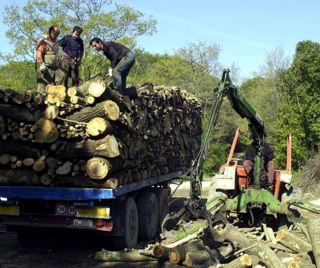 Sparisce la legna usata dal paese, 6 boscaioli nei guai 