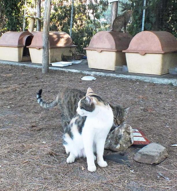 Troppi gatti cuccioli da accudire, l’Enpa dice stop