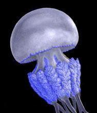 Occhio alle meduse cosa fare e cosa no