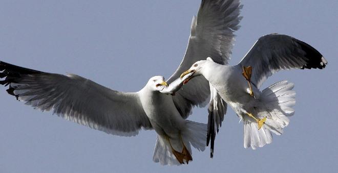 Borgo sotto l’assedio degli ultra-gabbiani 