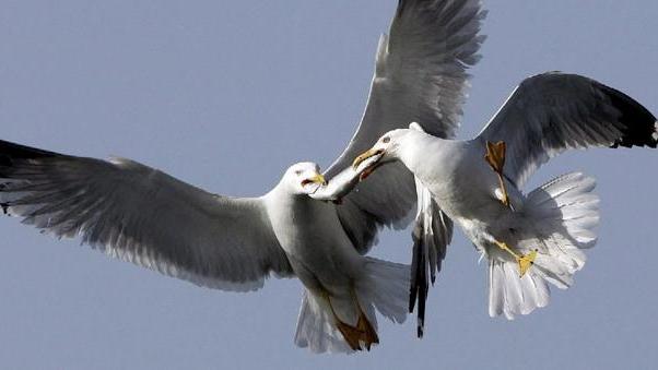 Borgo sotto l’assedio degli ultra-gabbiani