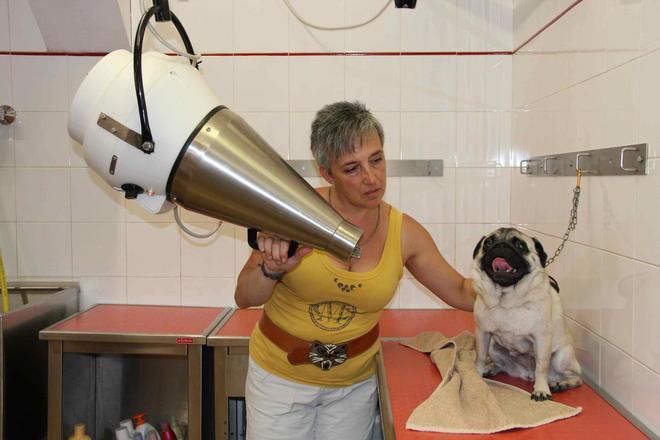 Nuove mode: anche cani e gatti si fanno lo “shatush” 